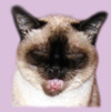 Meowello! My name is Kiki.I am 21 years old siamese cat. Reason why I'm part of the recepies is 'cause I'm the man with the master plan! I have very important role in deciding what's gonna be cooked. So stay tuned for more healthy and prrrlicious recipes! Cat Kiki