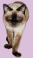 Meowello! My name is Kiki.I am 21 years old siamese cat. Reason why I'm part of the recepies is 'cause I'm the man with the master plan! I have very important role in deciding what's gonna be cooked. So stay tuned for more healthy and prrrlicious recipes! Cat Kiki